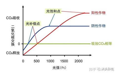 散射光 植物|不只光合作用，种花新手必须知道光照知识